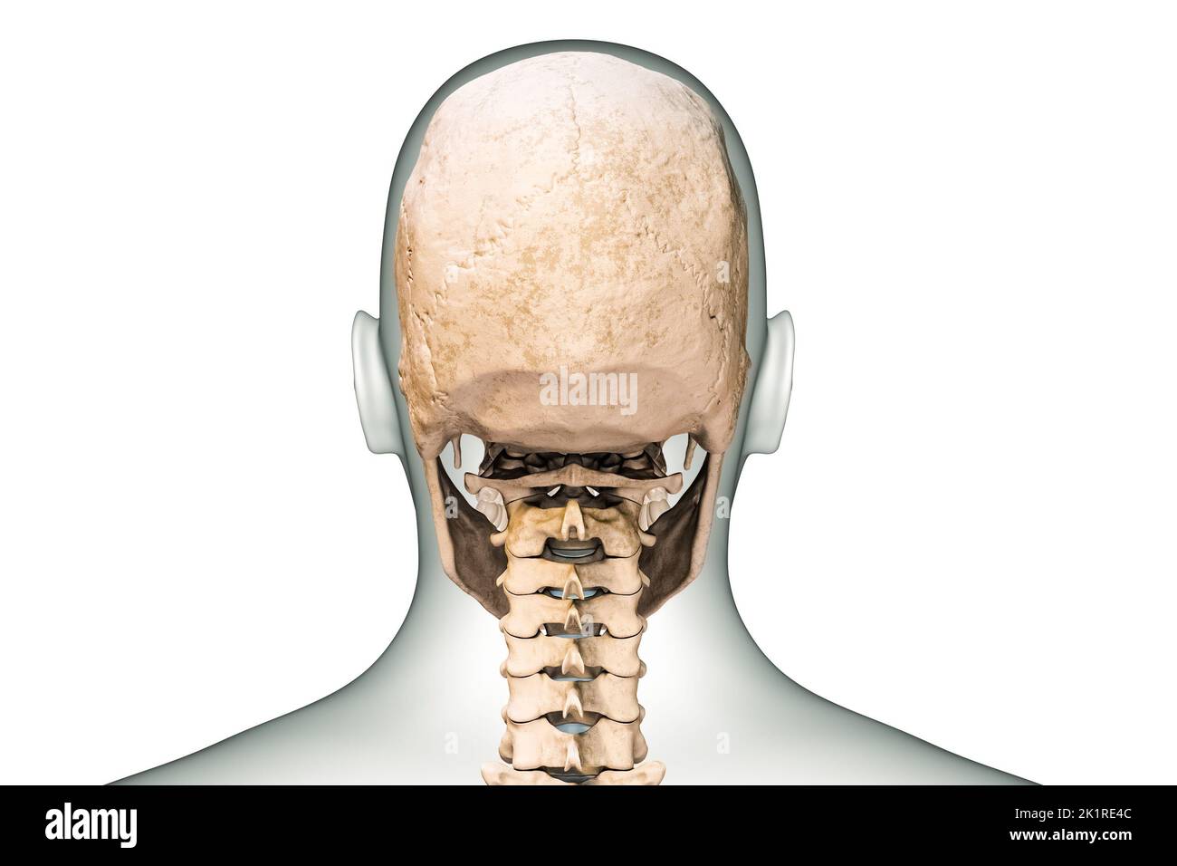 Vista posterior o posterior del cráneo o huesos de la cabeza humanos con vértebras cervicales y contornos del cuerpo 3D que muestra la ilustración aislada sobre fondo blanco. Foto de stock