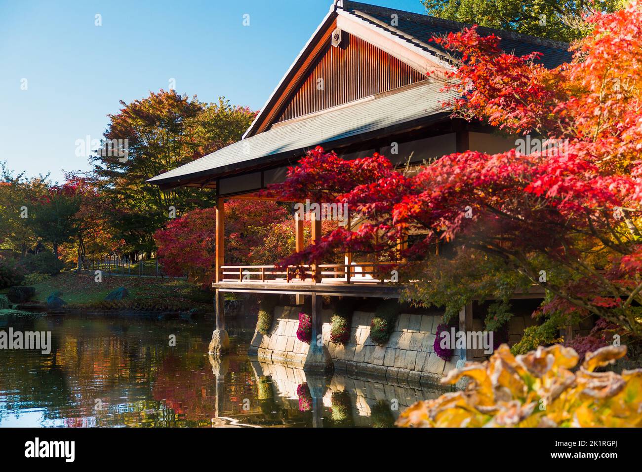 Imágenes otoñales de arces en el Jardín Japonés de la ciudad de Tongeren en Bélgica Foto de stock
