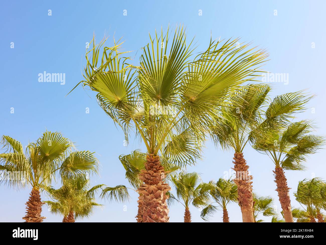 Palmeras en un día soleado, concepto de vacaciones tropicales. Foto de stock