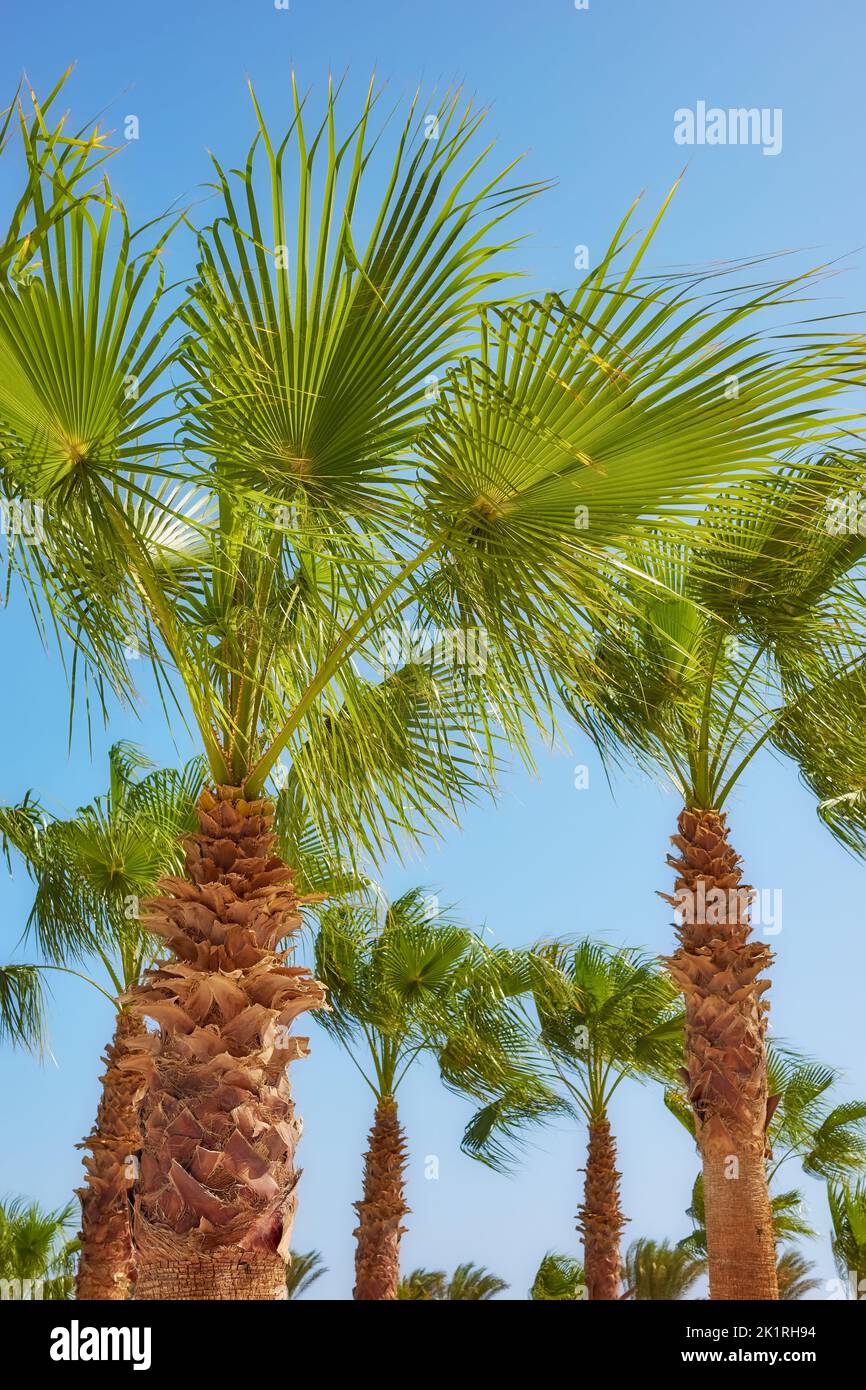 Palmeras Doum (Hyphaene thebaica) también conocidas como árboles de pan de jengibre contra el cielo azul Foto de stock