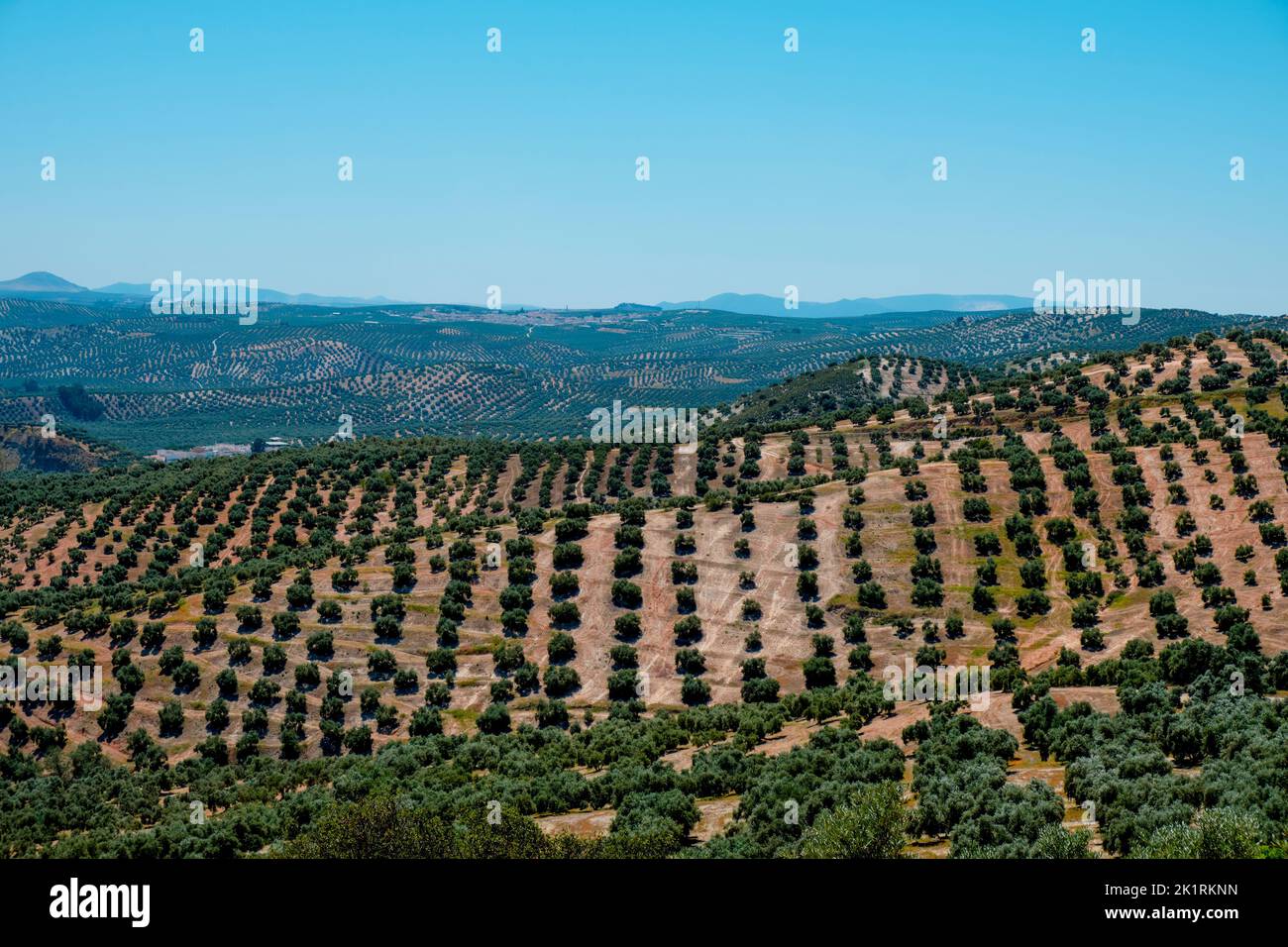 Vista de un olivar en Rute, Andalucía, España, y Encinas Reales y Benameji al fondo, destacando el campanario de la Inmaculada C. Foto de stock