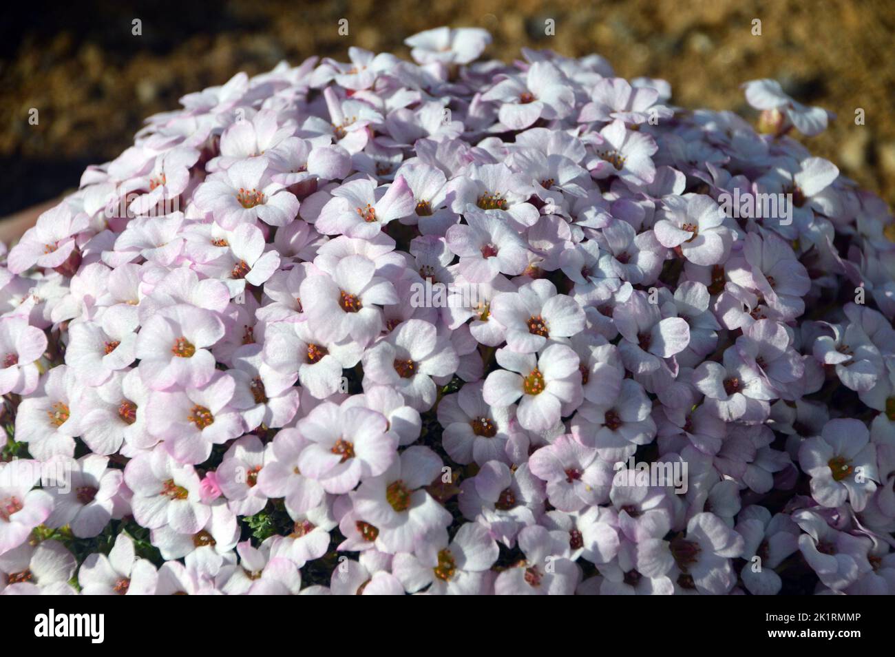 Sajifraga blanca pequeña (Swing Group) 'Mary Golds' Flores cultivadas en la casa alpina en RHS Garden Harlow Carr, Harrogate, Yorkshire, Inglaterra, Reino Unido. Foto de stock