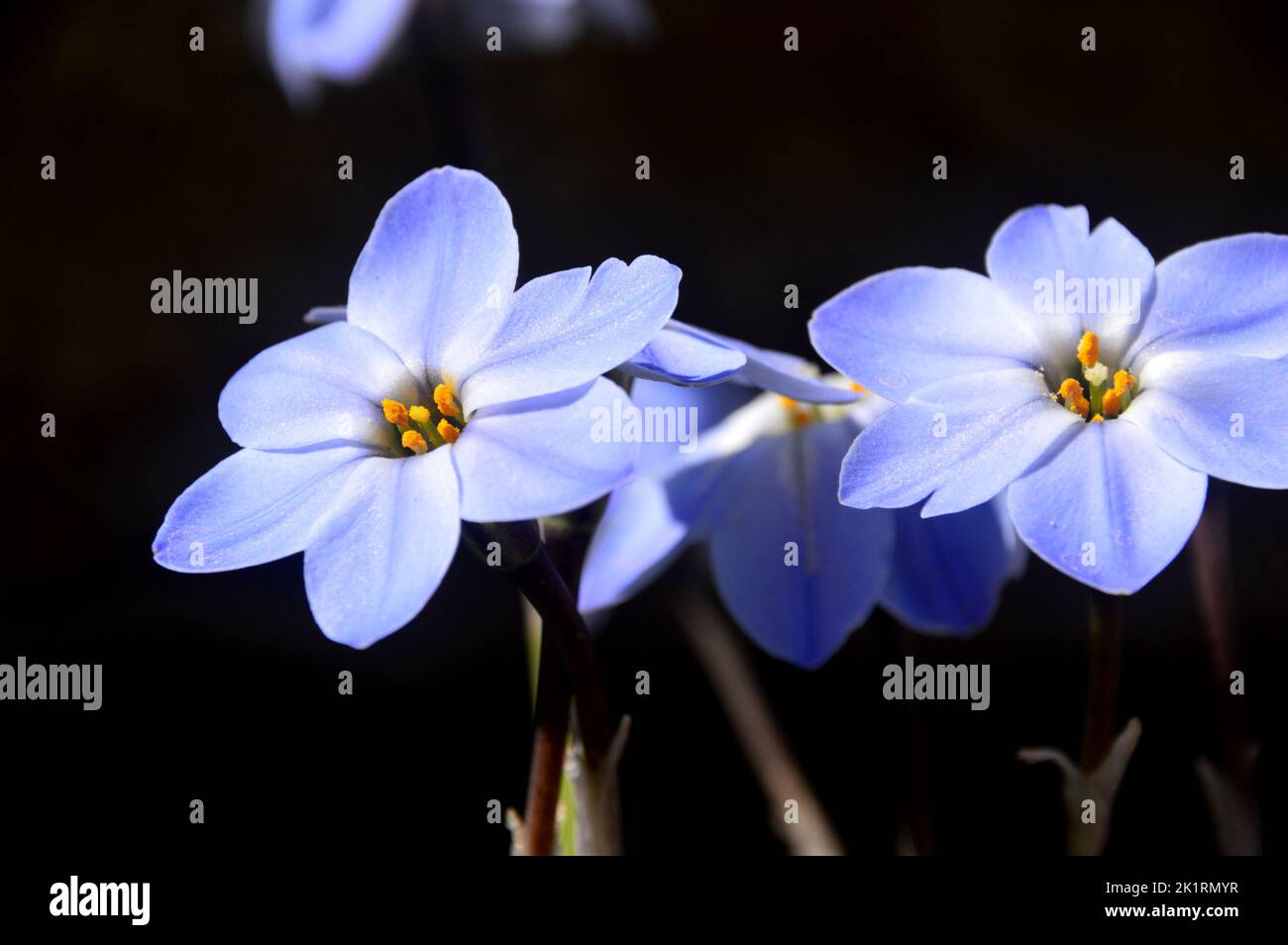 Blue Ipheion uniflorum 'Rolf Fiedler' (Flor de la Estrella de Primavera) cultivado en RHS Garden Harlow Carr, Harrogate, Yorkshire, Inglaterra, Reino Unido. Foto de stock