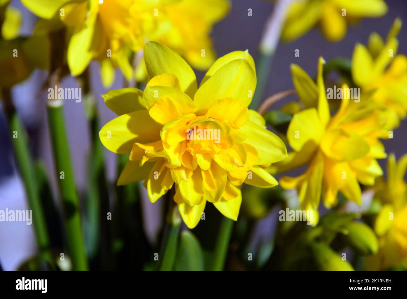 Narciso amarillo 'Tete Boucle' (doble copa de narciso) cultivado en el jardín de la RHS Harlow Carr, Harrogate, Yorkshire, Inglaterra, Reino Unido. Foto de stock