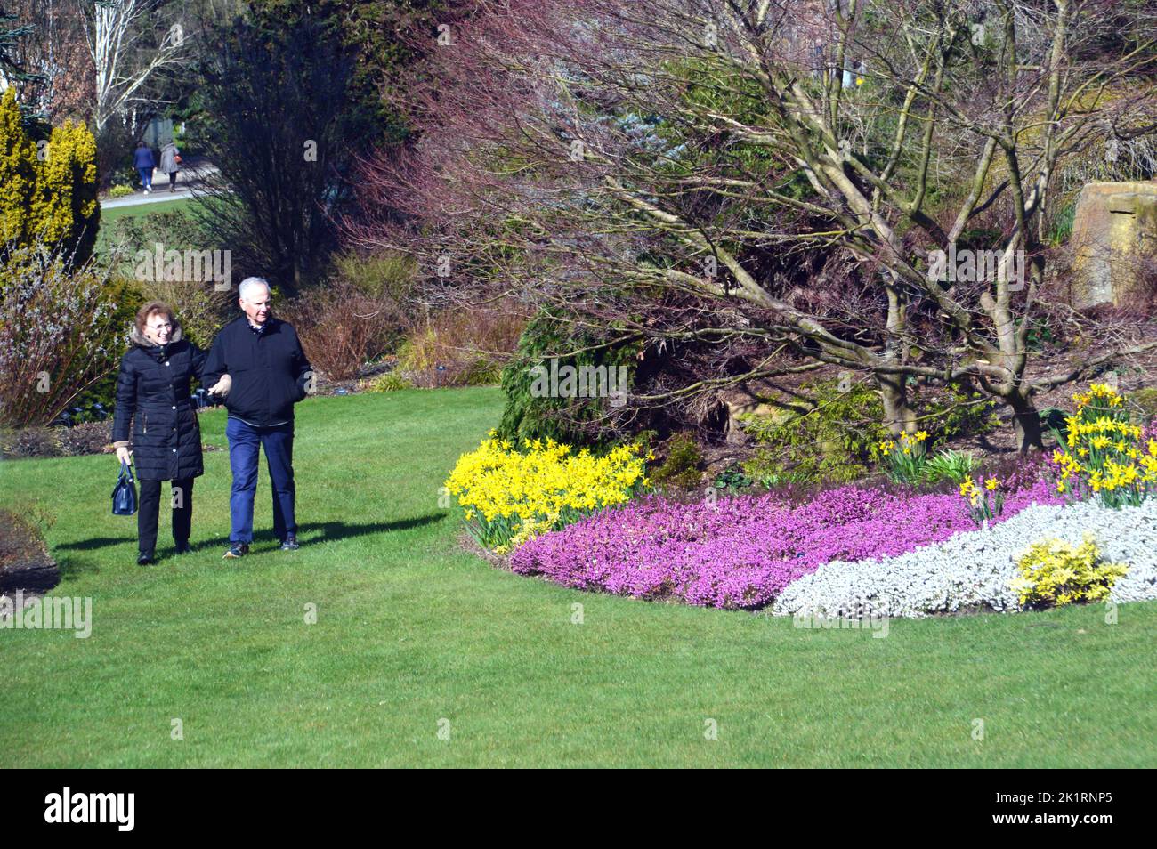 Pareja de ancianos Caminando sobre hierba por la frontera de púrpura Heather y racimos de narcisos amarillos en RHS Harlow Carr, Harrogate, Yorkshire, Inglaterra, Reino Unido. Foto de stock