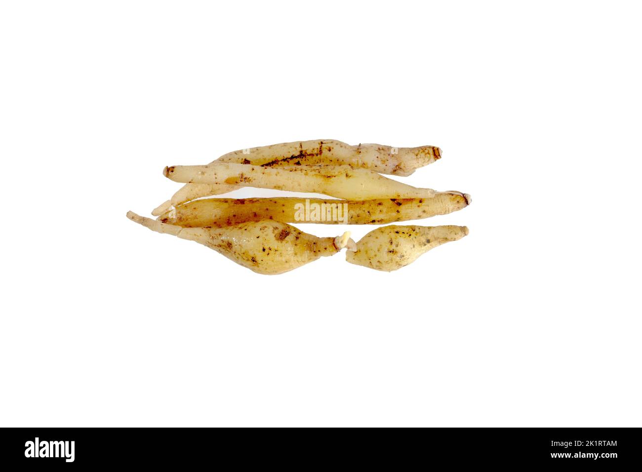 Jengibre chino, raíz de dedo, aislado sobre fondo blanco, puesta plana Foto de stock