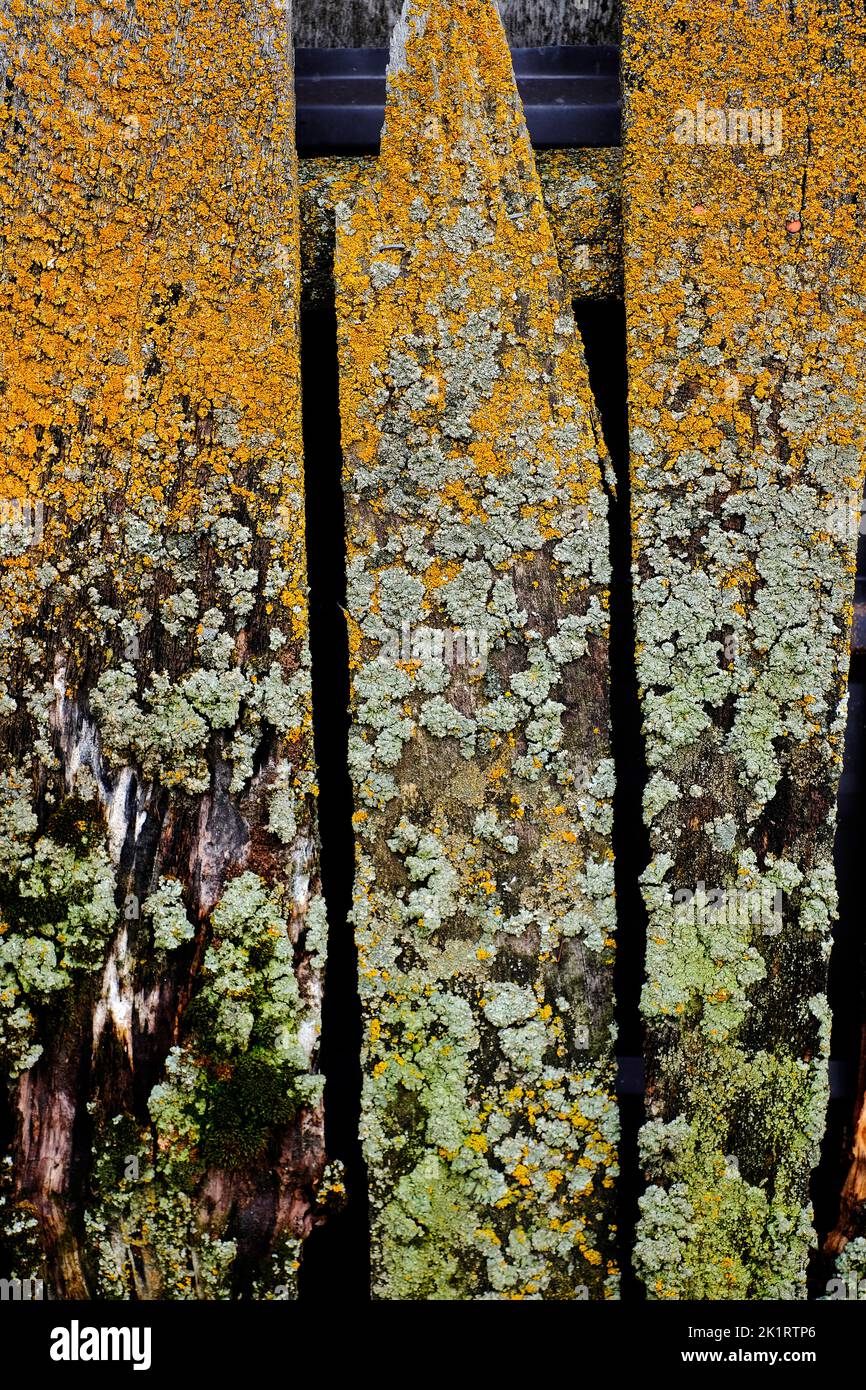Detalle de la vieja valla de madera desgastada con musgo y líquenes creciendo envejecido Foto de stock