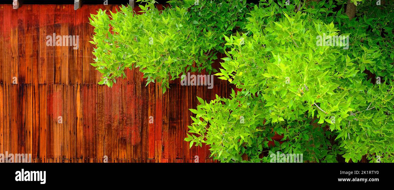 Detalle de la vieja pared de madera envejecida con ventanas de pintura roja y árboles verdes Foto de stock