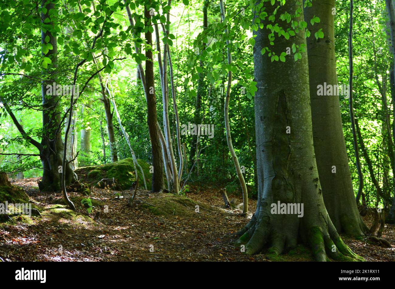 Planta de bosques mixtos caducifolios y hayedos fotografías e imágenes