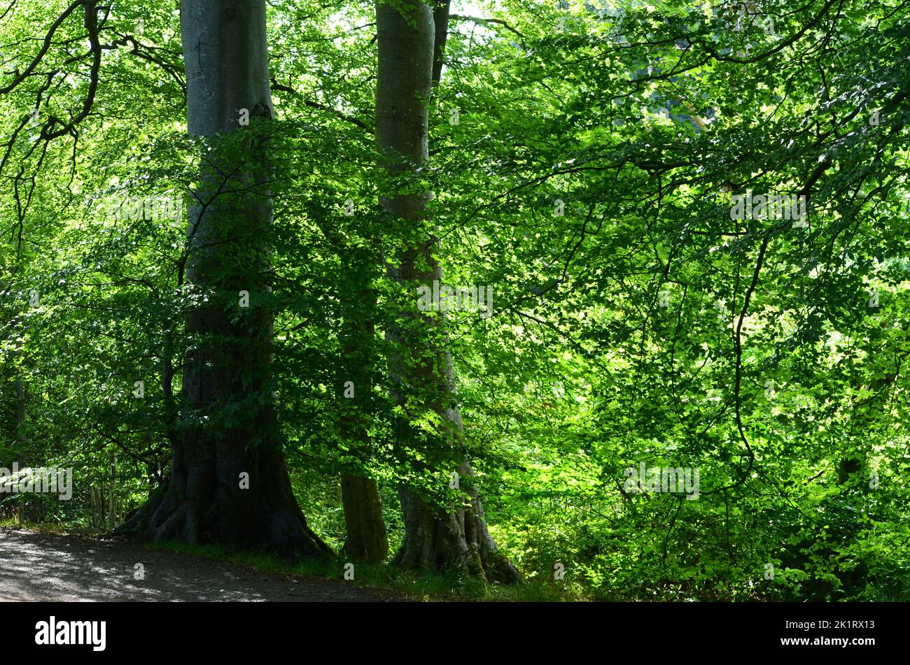 Den Wood, entre cultos y parque Hazlehead en Aberdeen, uno de los pocos parches remanentes de bosques caducifolios semi-naturales en el noreste de Escocia Foto de stock