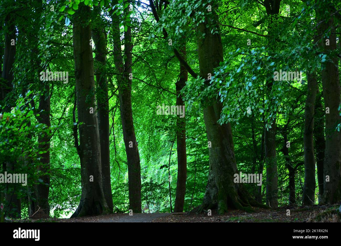 Den Wood, entre cultos y parque Hazlehead en Aberdeen, uno de los pocos parches remanentes de bosques caducifolios semi-naturales en el noreste de Escocia Foto de stock
