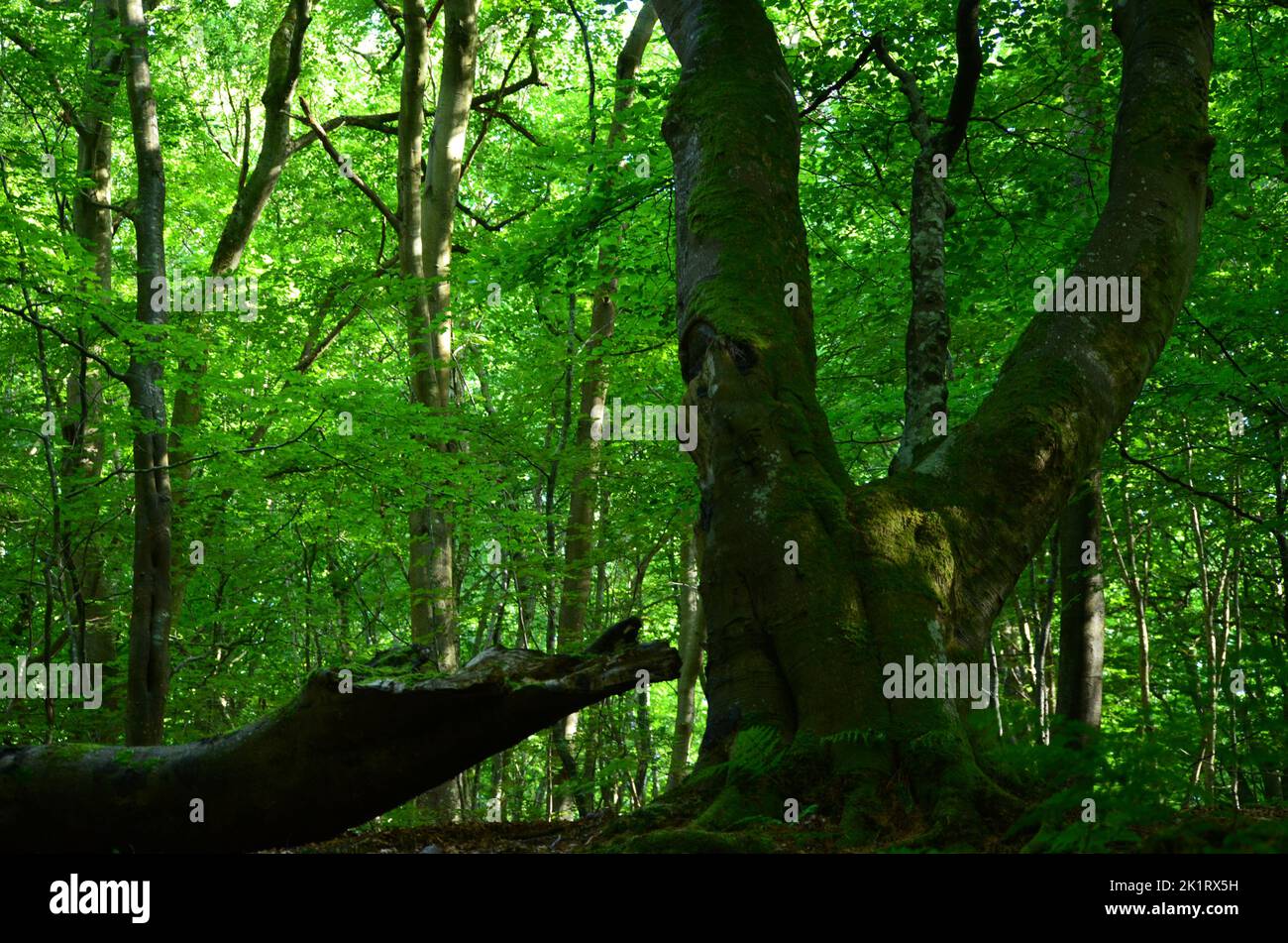 Camino de hazlehead y countesswells fotografías e imágenes de alta