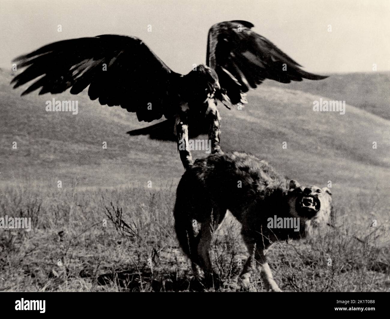 Cazando con un águila real fotografías e imágenes de alta resolución - Alamy