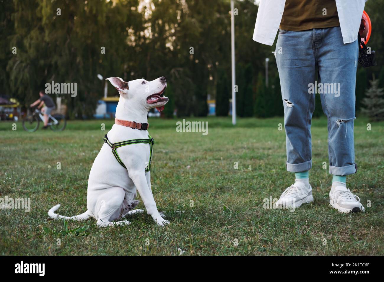 Joven cachorro de terrier staffordshire en un parque público interactuando con el propietario. Entrenamiento para cachorros, pasar tiempo con el perro al aire libre Foto de stock