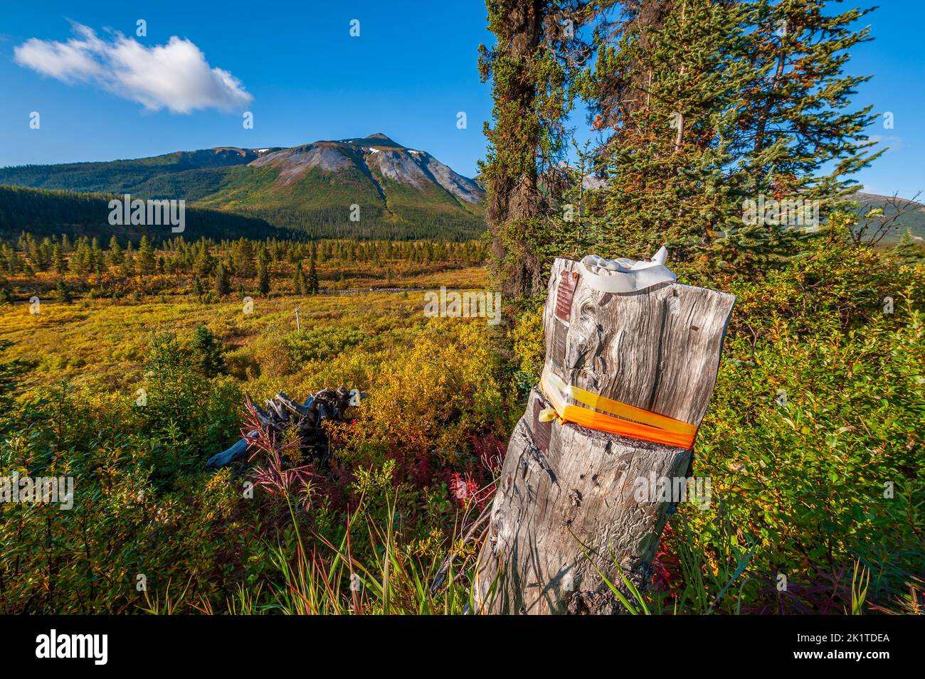 Un poste de madera que marca una esquina de una reivindicación mineral en el norte de la Columbia Británica Foto de stock