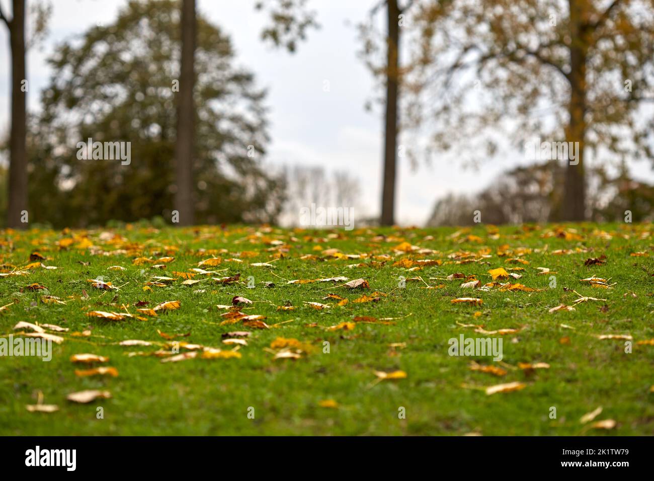 Las hojas caídas de otoño en el parque - vista de cerca Foto de stock