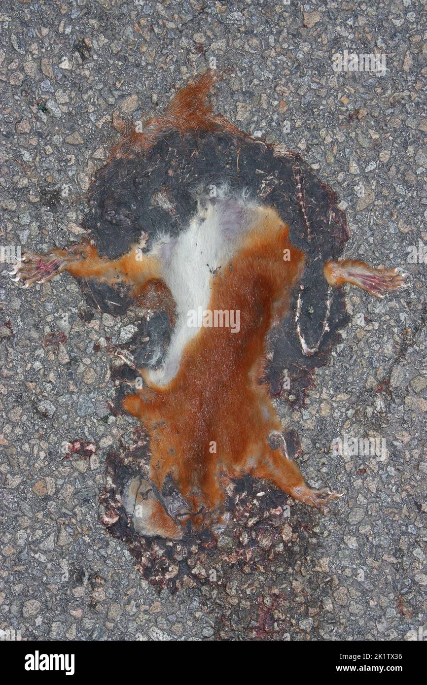 Roadkill de ardilla Roja (Sciurus vulgaris) sobre un camino asfaltado Foto de stock