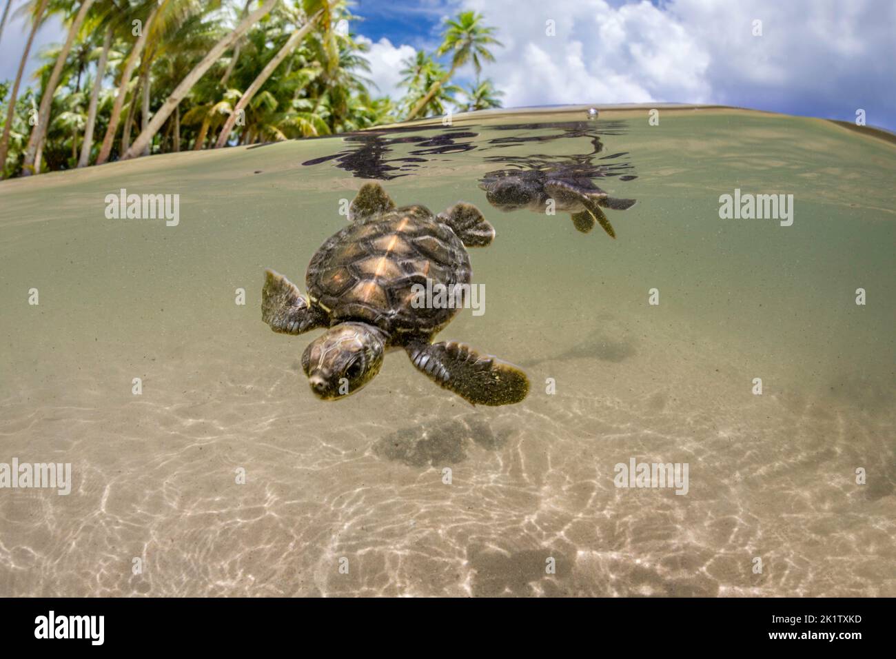 Una vista dividida de dos tortugas marinas verdes recién nacidas, Chelonia mydas, una especie en peligro de extinción, que acaba de entrar en el océano desde la isla de Yap, Micron Foto de stock
