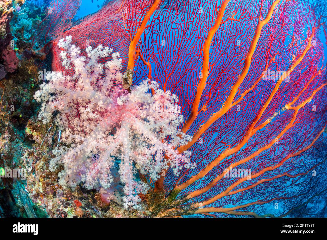 Coral alconario y gorgónico dominan esta escena de arrecife de Fiji. Foto de stock
