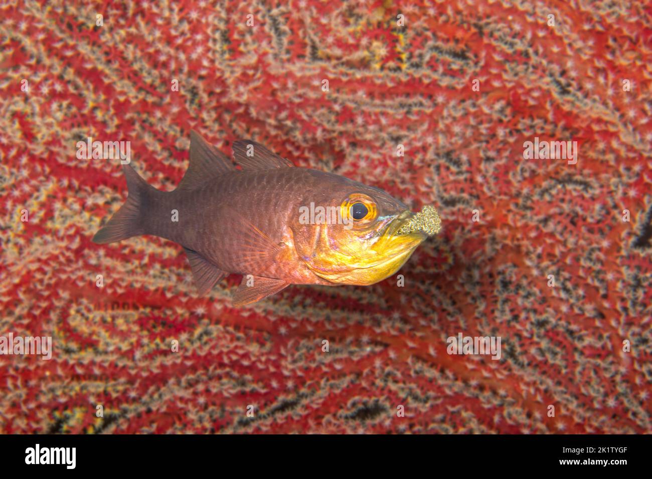Este cardinalfish macho llano, Ostorhinchus apogonoides, protege e incuba sus huevos llevándolos en su boca, Filipinas. Occa Foto de stock