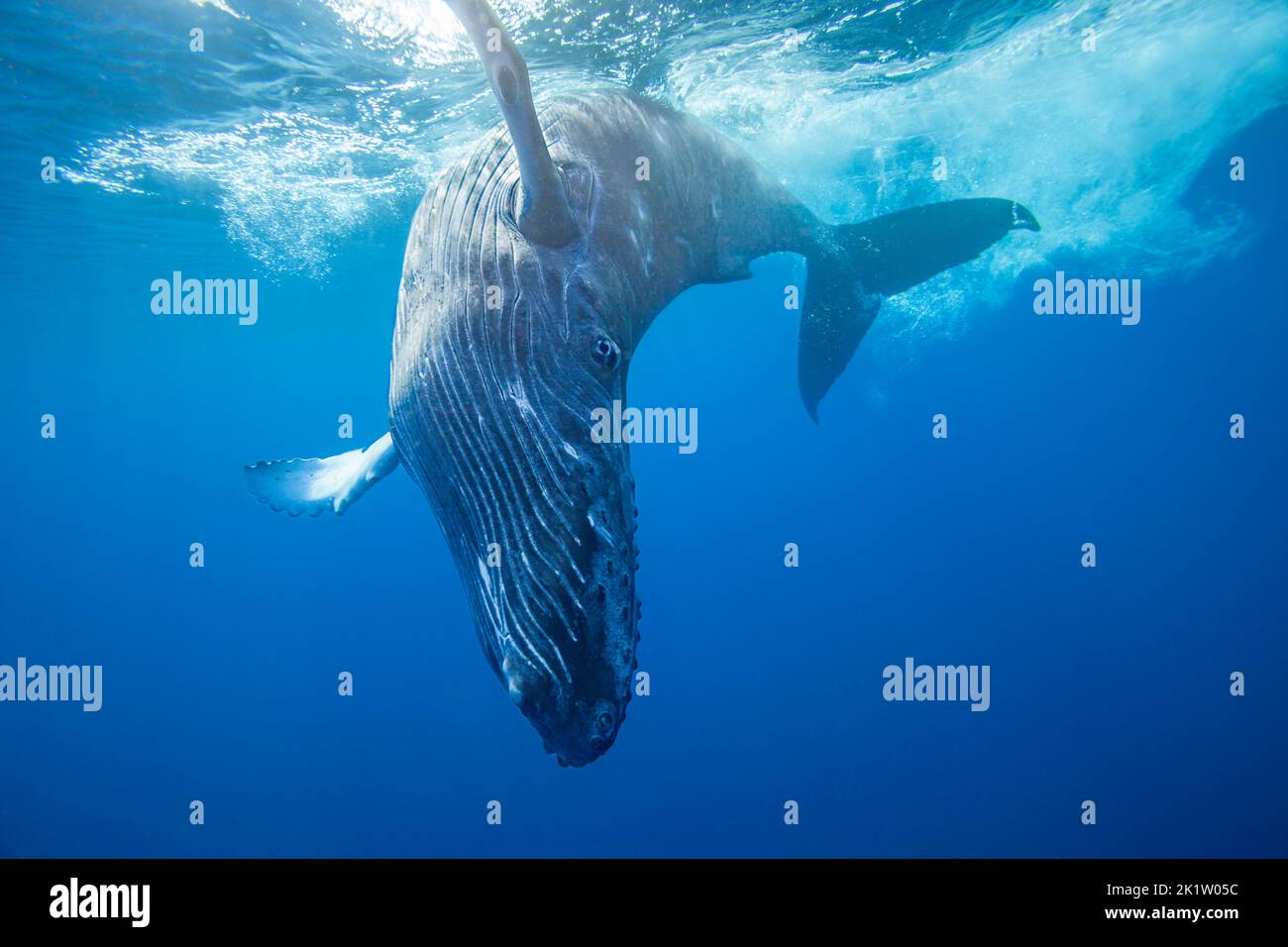 La ballena jorobada, Megaptera novaeangliae, submarino, Hawai. Foto de stock