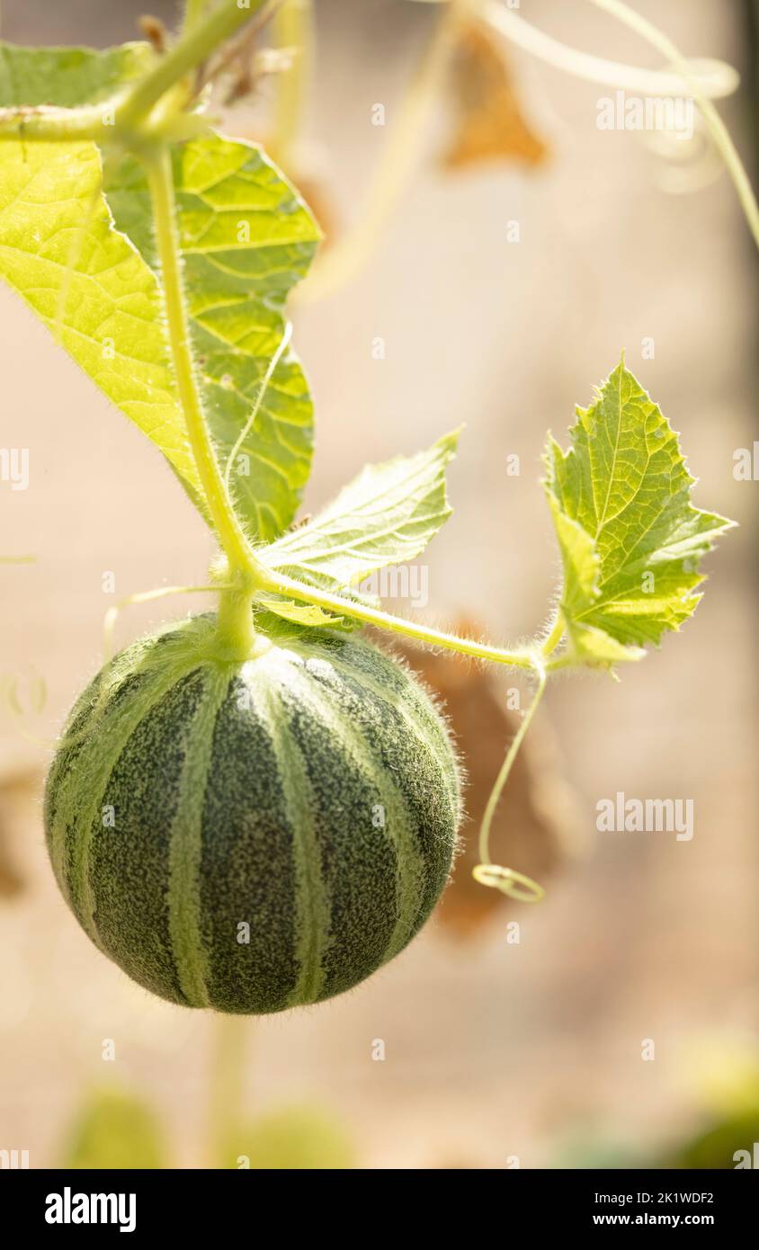 Melón Ogen, Cucumis melo “Ogen”, representación natural de alimentos de