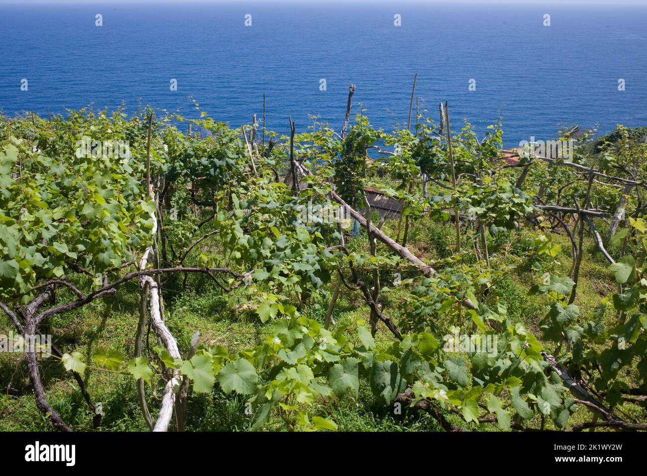 Área cultivada en la cima del acantilado de Veu da Noiva en la costa norte de Madeira Foto de stock