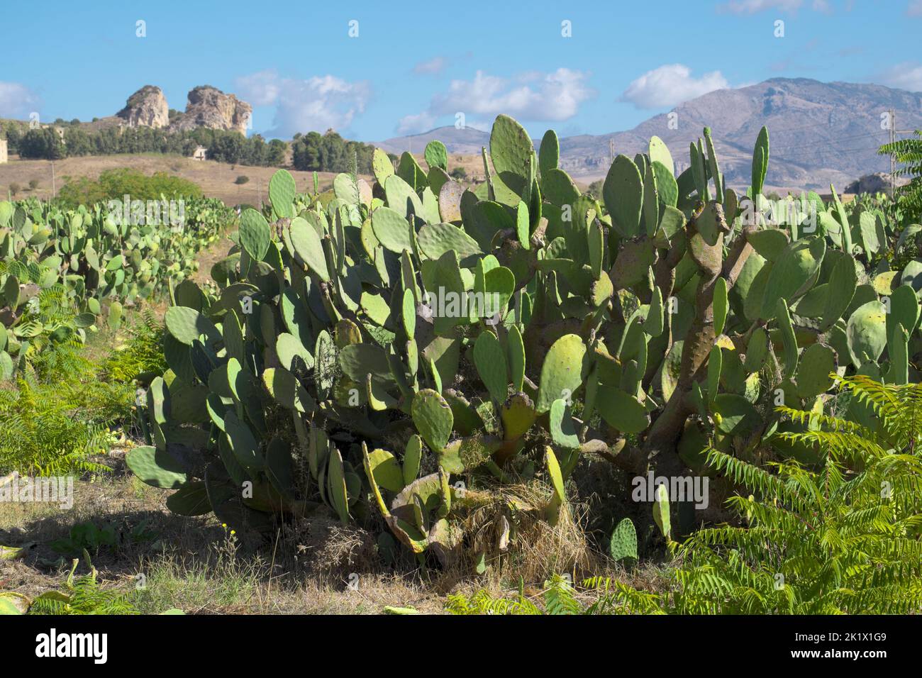 Cactus pera espinoso en el paisaje de Sicilia Foto de stock