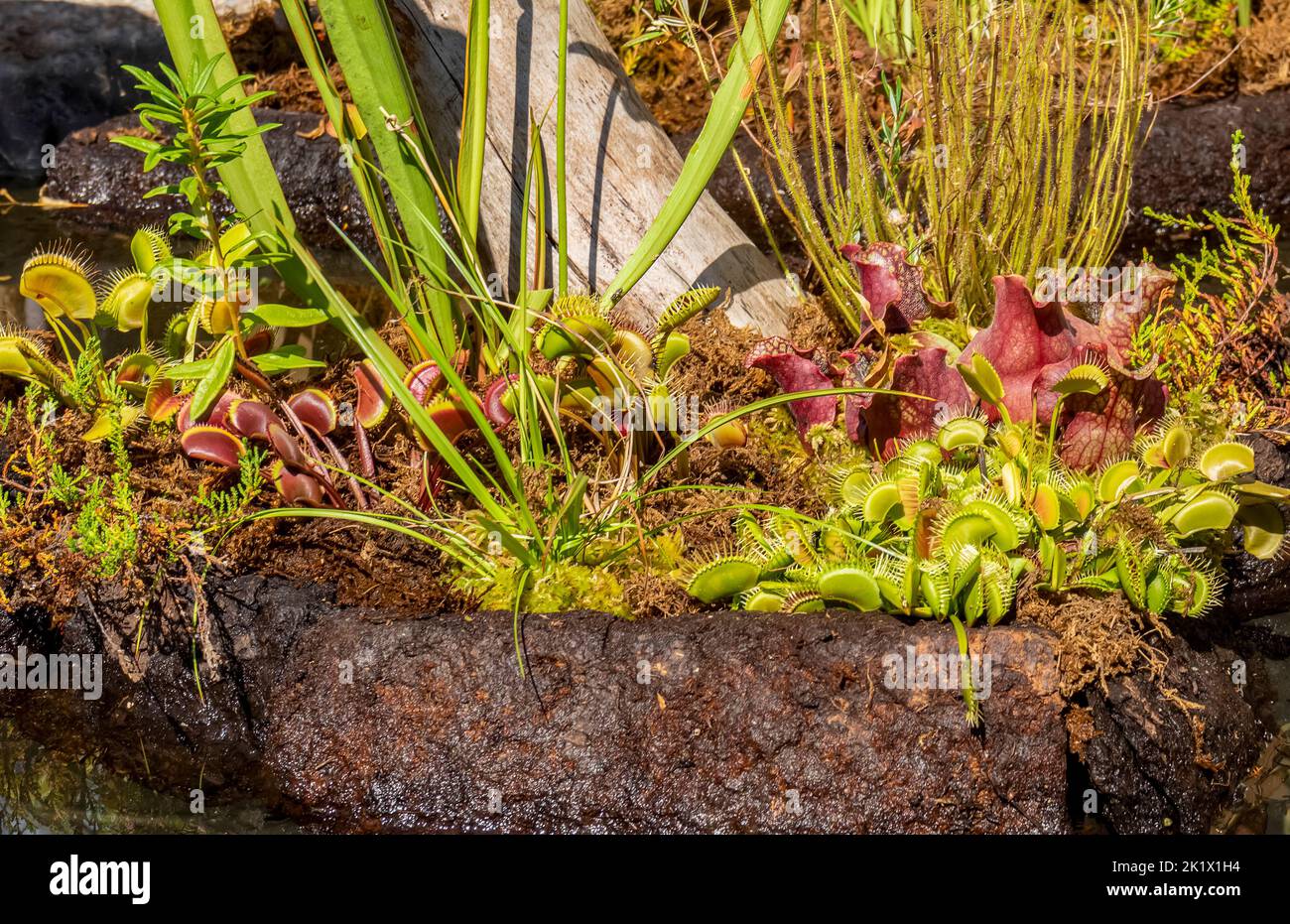 varias plantas carnívoras en un ambiente húmedo y soleado Foto de stock