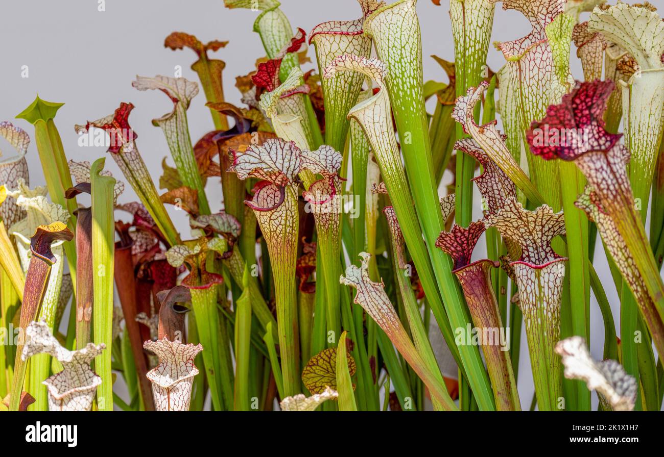 Un montón de plantas carnívoras de cántaro carmesí delante de la espalda gris Foto de stock