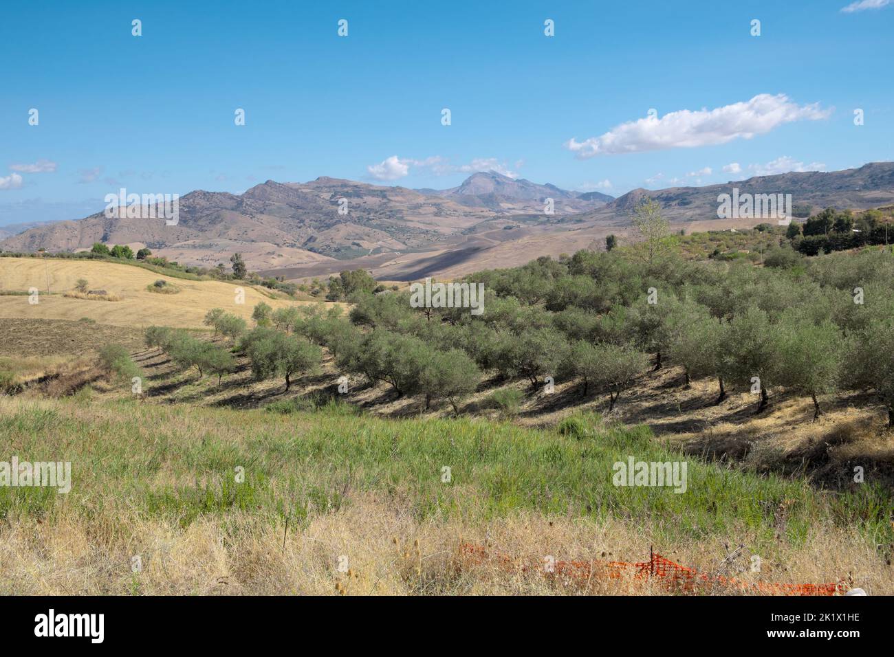 Olivo campo en Sicilia paisaje Foto de stock