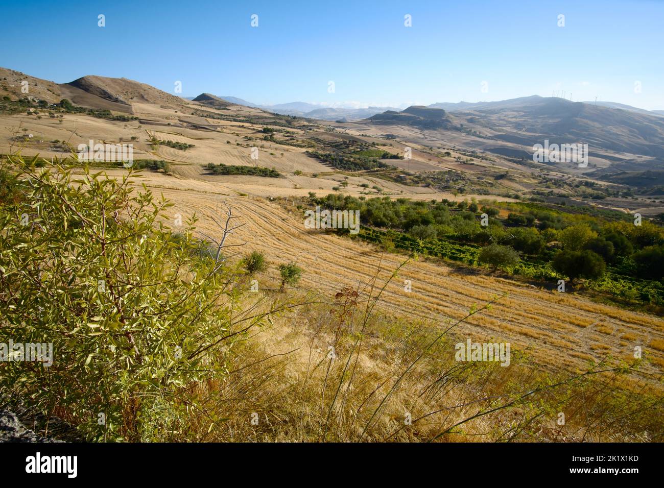 Los árboles en el campo y el trigo cosechado en el paisaje de Sicilia Foto de stock
