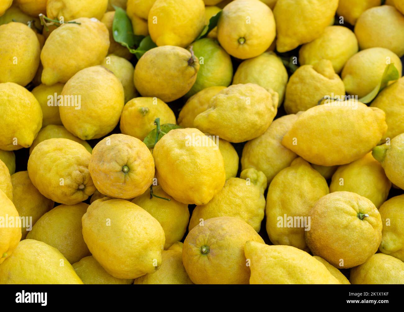 Imágenes de cuadro completo que muestran muchos limones orgánicos amarillos maduros Foto de stock