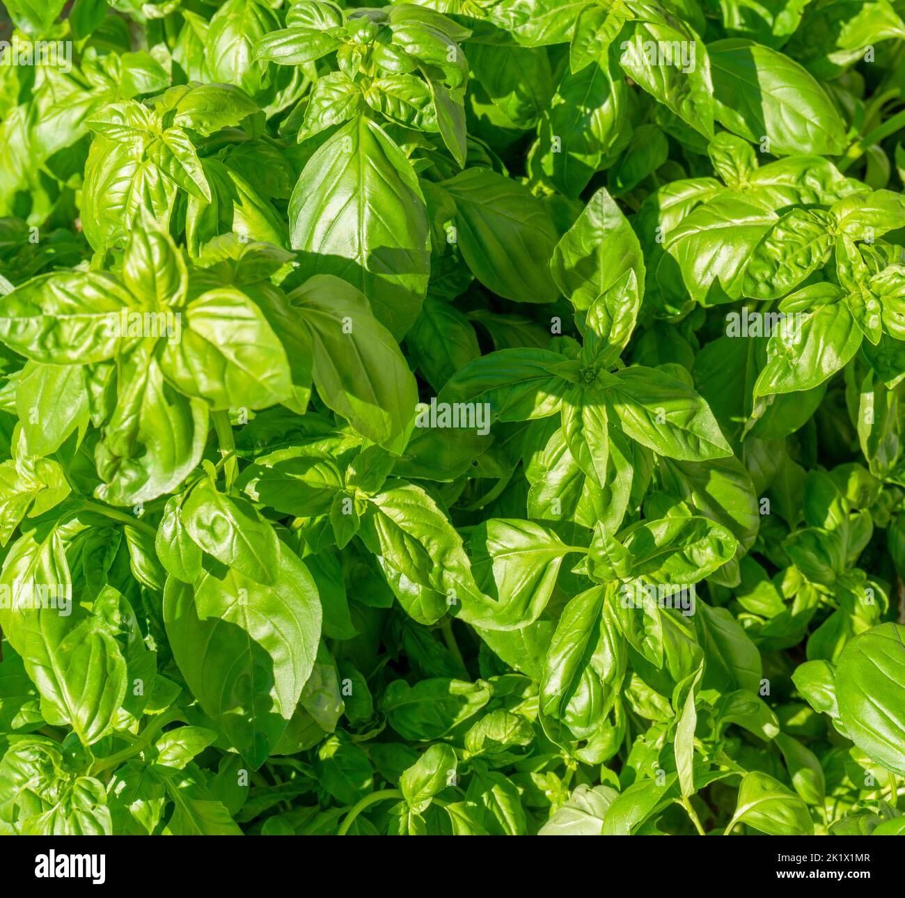 Foto de primer plano de fotograma completo iluminada y soleada que muestra muchas plantas de albahaca verde Foto de stock