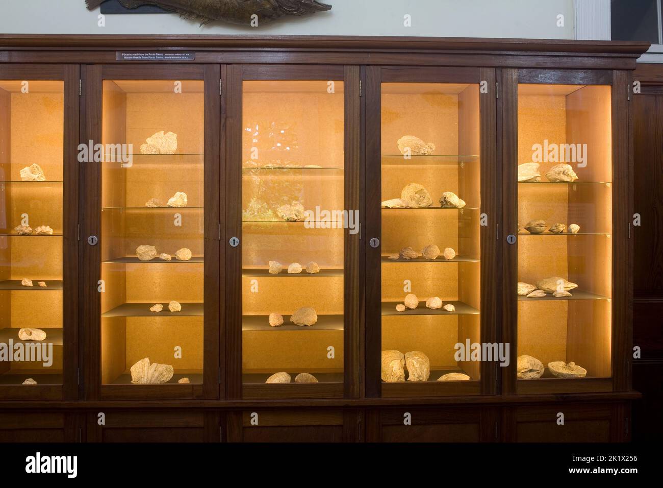Exhibición de fósiles marinos de Porto Santo en el museo de historia natural de los jardines botánicos de Funchal Madeira Foto de stock