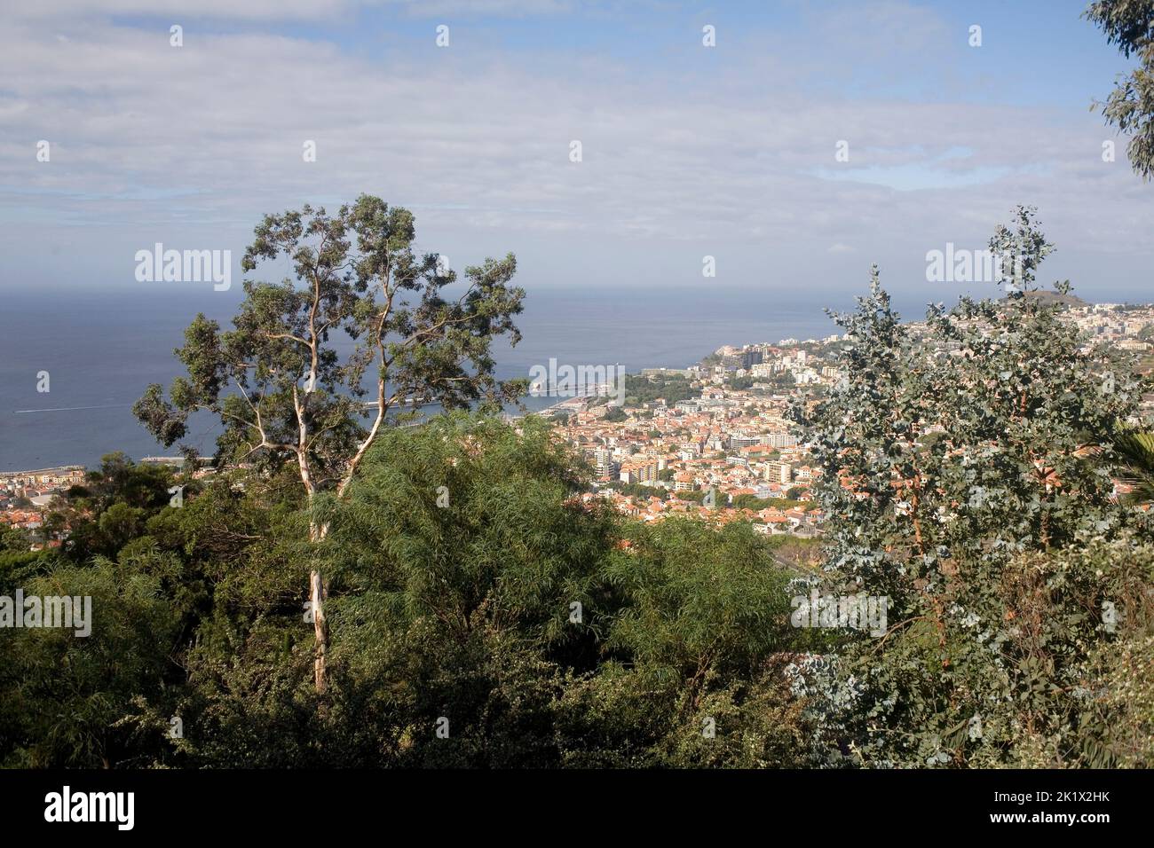 Los árboles en el jardín botánico y la ciudad de Funchal Madeira en la distancia Foto de stock