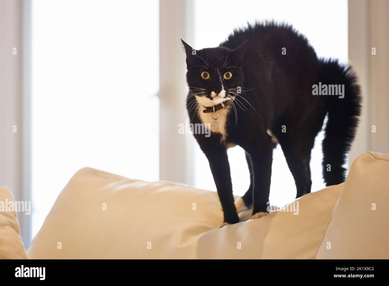 Algunos dirían shes Mala suerte. un gato negro parado en un sofá. Foto de stock