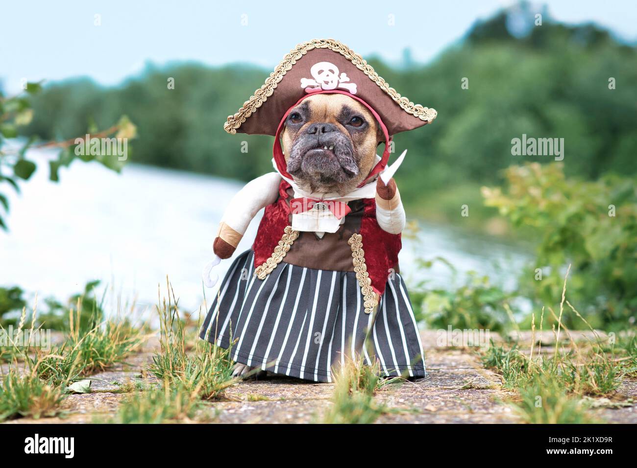 Divertido perro Bulldog francés vestido con traje de novia pirata con sombrero, gancho y vestido de pie en la orilla del mar Foto de stock