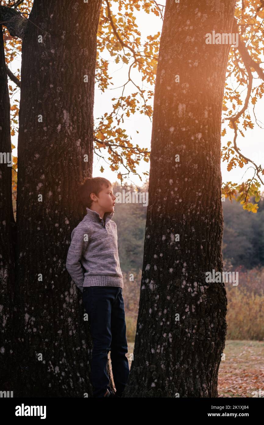 Niño de 9-10 años de edad se encuentra entre dos gruesos troncos de roble al aire libre en el parque de otoño en los rayos de puesta de sol y mira a lado cuidadosamente. Niño de pelo oscuro Foto de stock