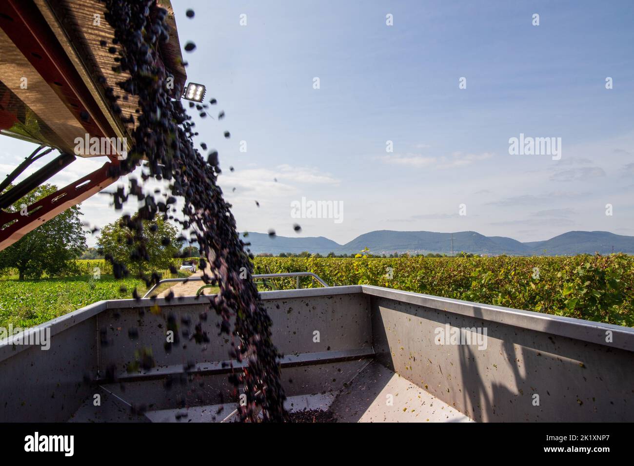 Vendimia de uvas de vino tinto (Alemania) Foto de stock