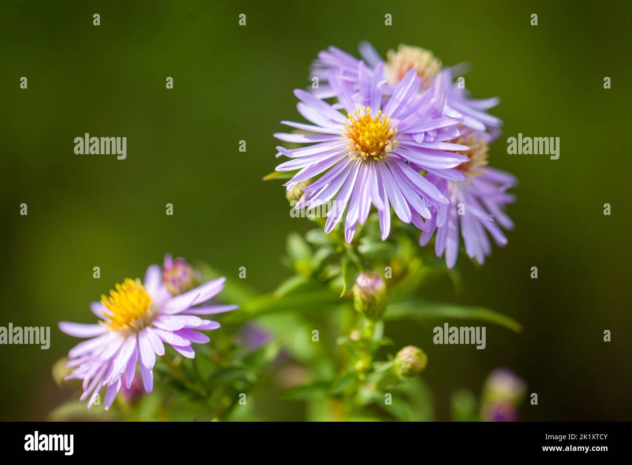 Primer plano de las Flores Aster Púrpura , Aster alpinus Foto de stock