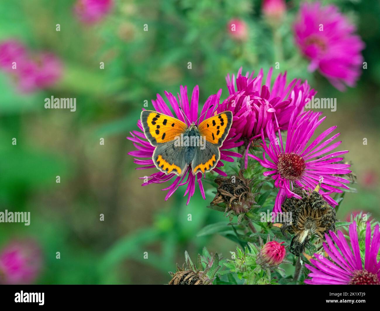 Lycaena phlaeas Pequeña mariposa de cobre alimentándose en el aster Foto de stock