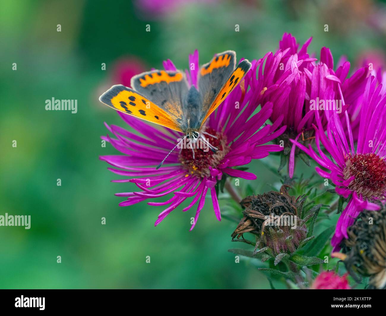 Lycaena phlaeas Pequeña mariposa de cobre alimentándose en el aster Foto de stock