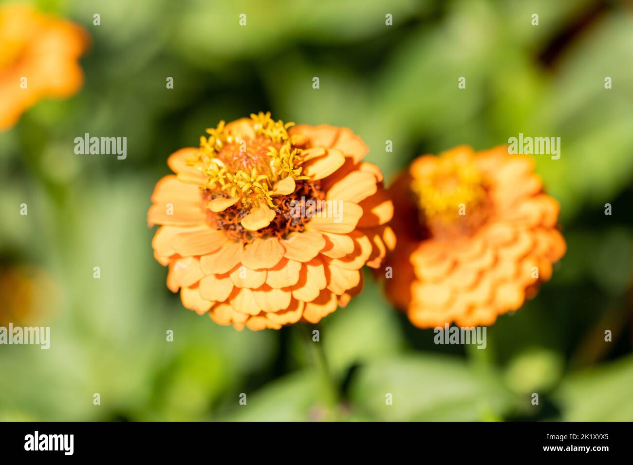 Orange Zinnia florece a finales de verano, Inglaterra, Reino Unido Foto de stock