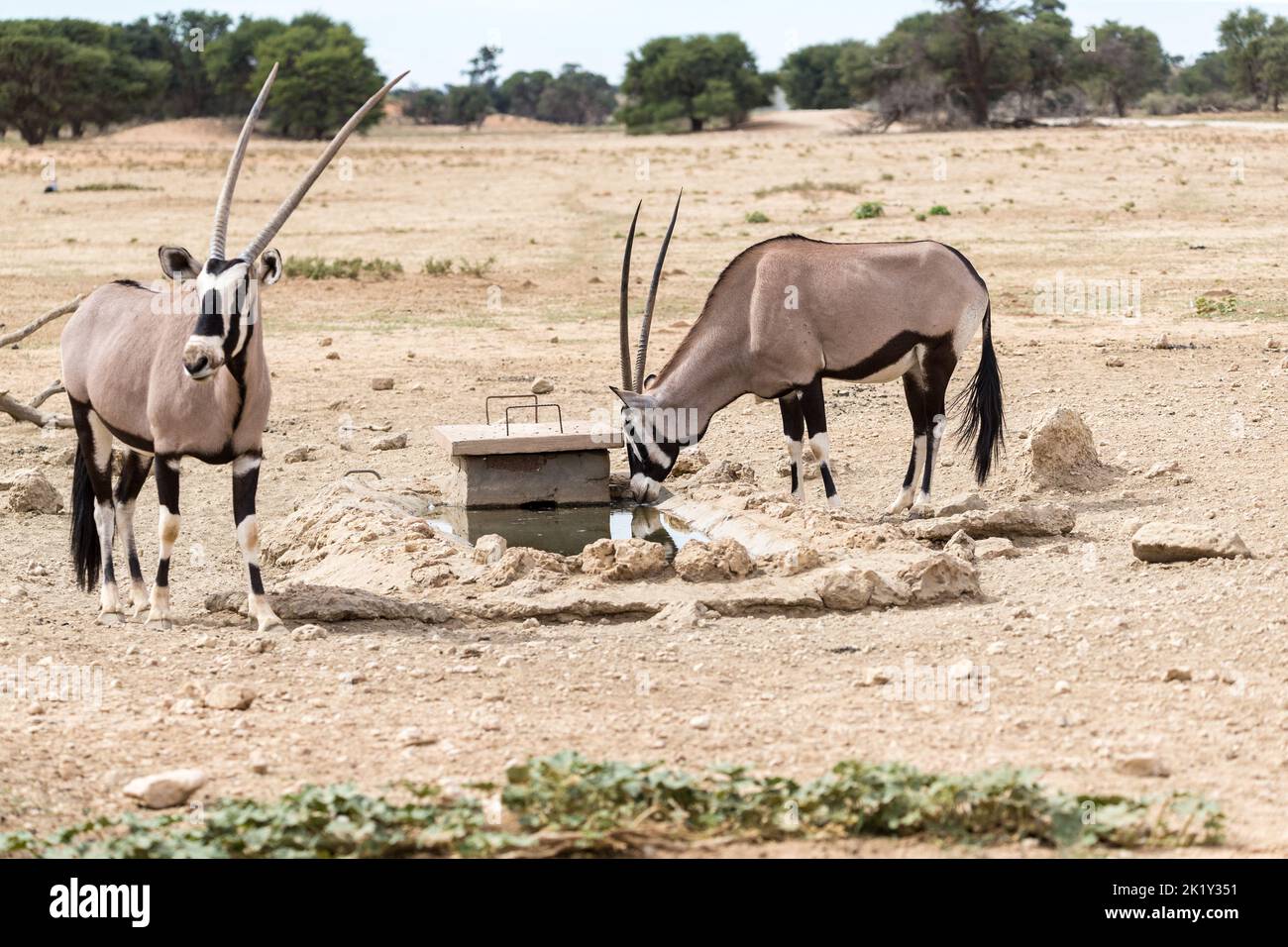 Par de Oryx o Gemsbok (Oryx gazella) Bebe agua en un pequeño pozo de agua en el Parque Nacional Transfronterizo de Kgalagadi, en el concepto de animales salvajes de Sudáfrica Foto de stock
