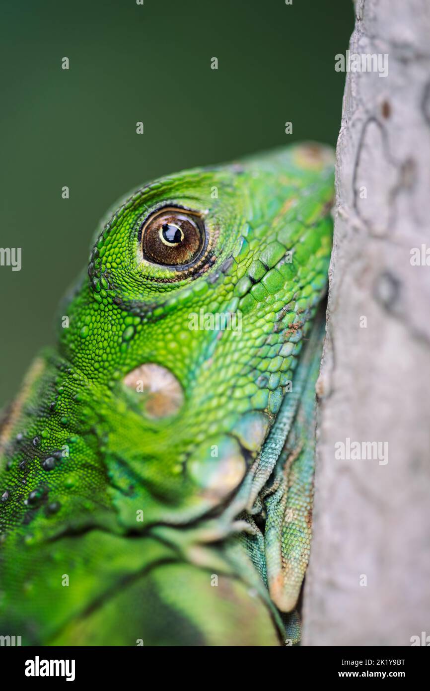 Un primer plano de una iguana verde (Iguana iguana) juvenil, República de Panamá, América Central. Foto de stock