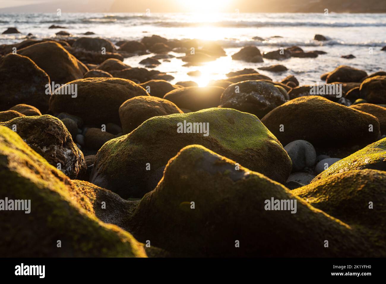Verdes rocas marinas cubiertas de algas al atardecer. Luz dorada en el agua del océano Foto de stock