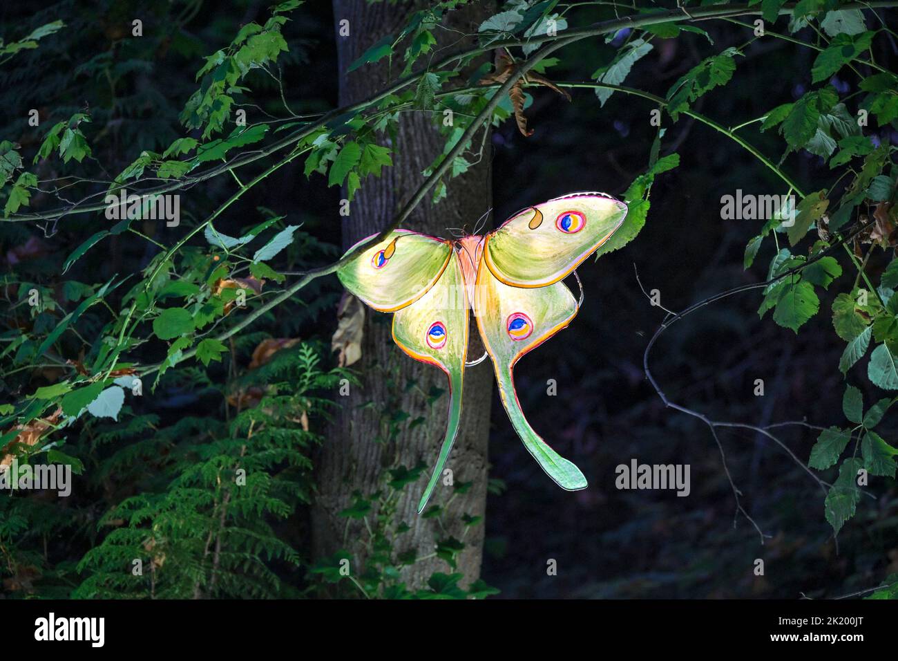 Luna Moth Linterna, Renfrew Ravine Moon Festival, Renfrew Park, Vancouver, British Columbia, Canadá Foto de stock
