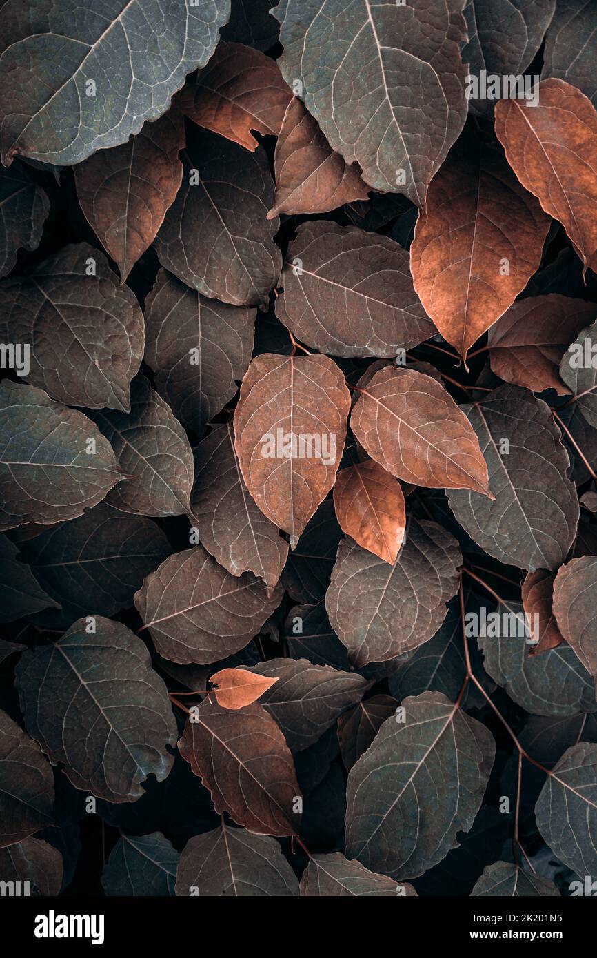 hojas marrones de la planta en la estación del otoño, fondo marrón Foto de stock