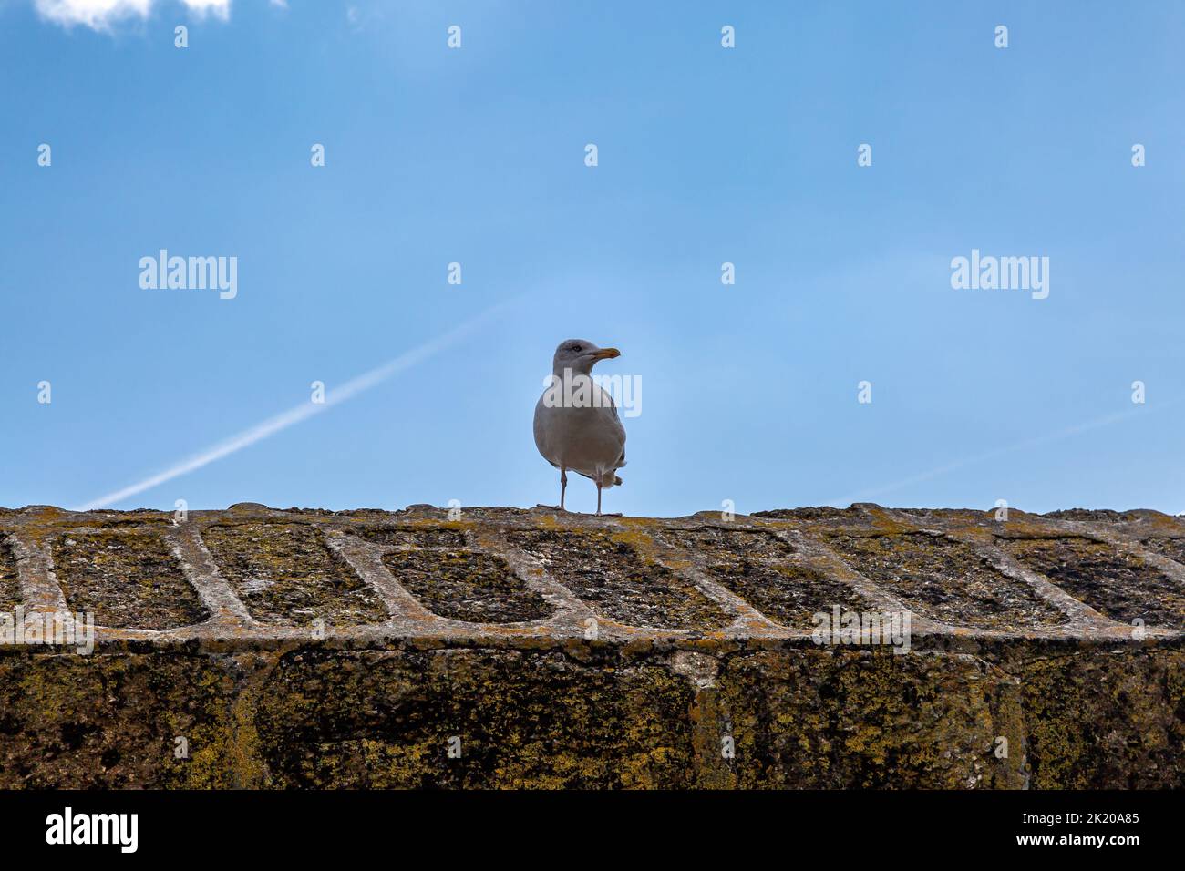 Mirando hacia arriba una gaviota encaramada en una pared de piedra, con un cielo azul detrás Foto de stock